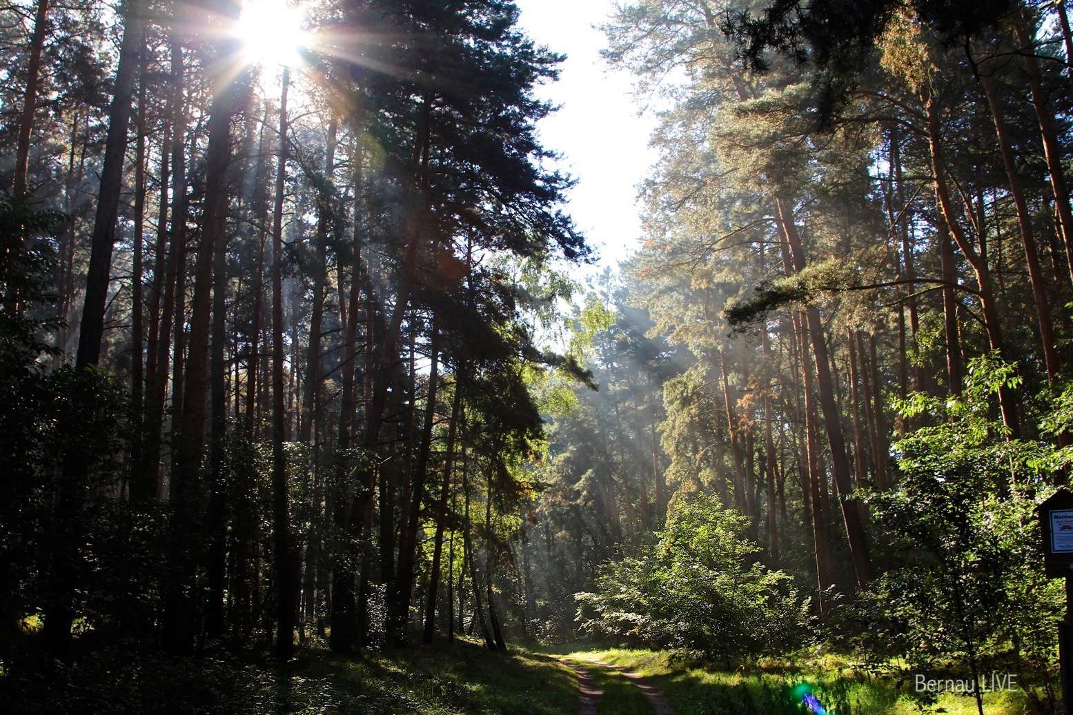 Guten Morgen und einen schönen Start in die Woche 16 Bernau - Tag des Waldes