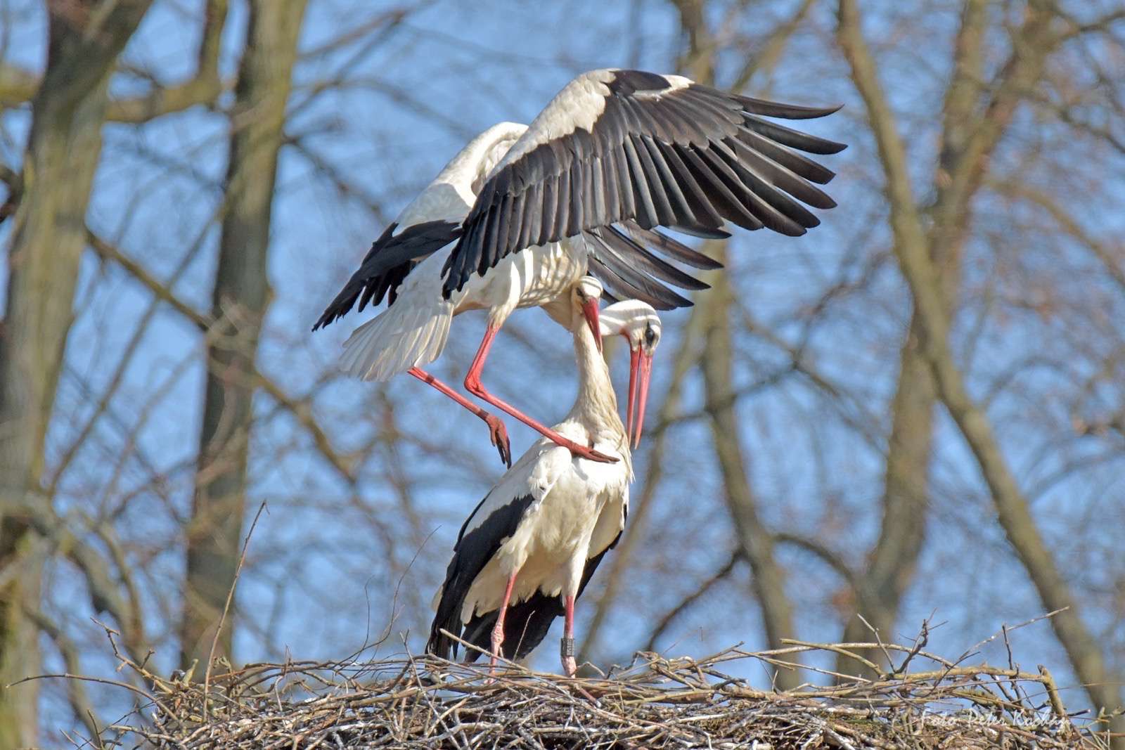 Moin, ein bisschen Storch, Rettungshunde, Marathon und Flohmarkt 5 Bernau: Storchenpaar in Ladeburg