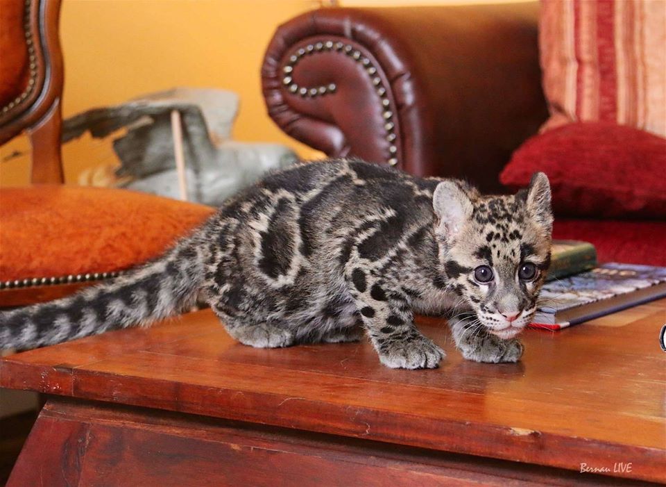 Zum verlieben! - Nebelparder-Nachwuchs im Wildkatzenzentrum Felidae 4 Nebelparder, Wildkatzenzentrum Felidae, Bernau LIVE