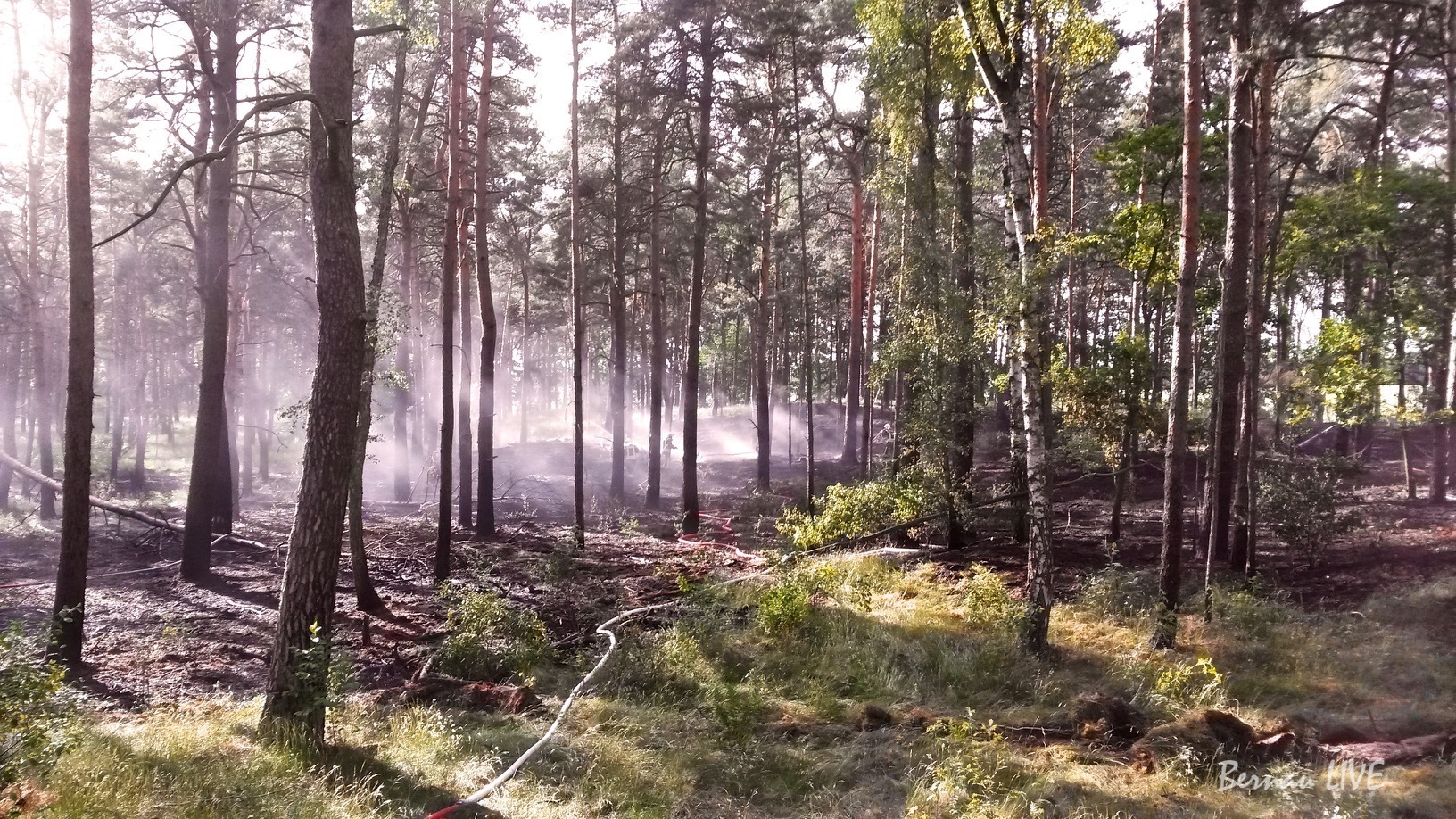 Höchste Waldbrandgefahrenstufe 5 im Barnim ausgerufen! 7 Barnim: Waldbrand, Waldbrandgefahrenstufe, Natur,