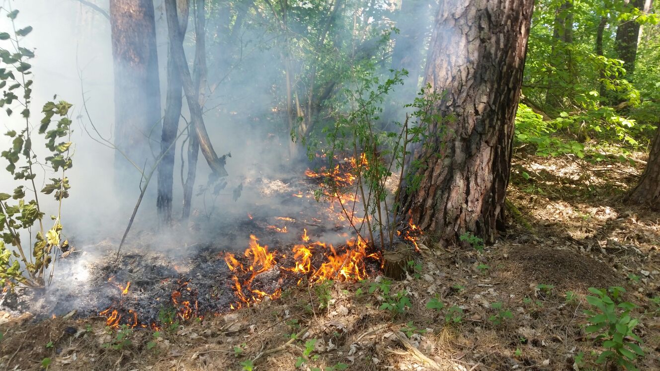Barnim: Radfahrer verhinderten Waldbrand am Langerönner See 15 Waldbrand Barnim