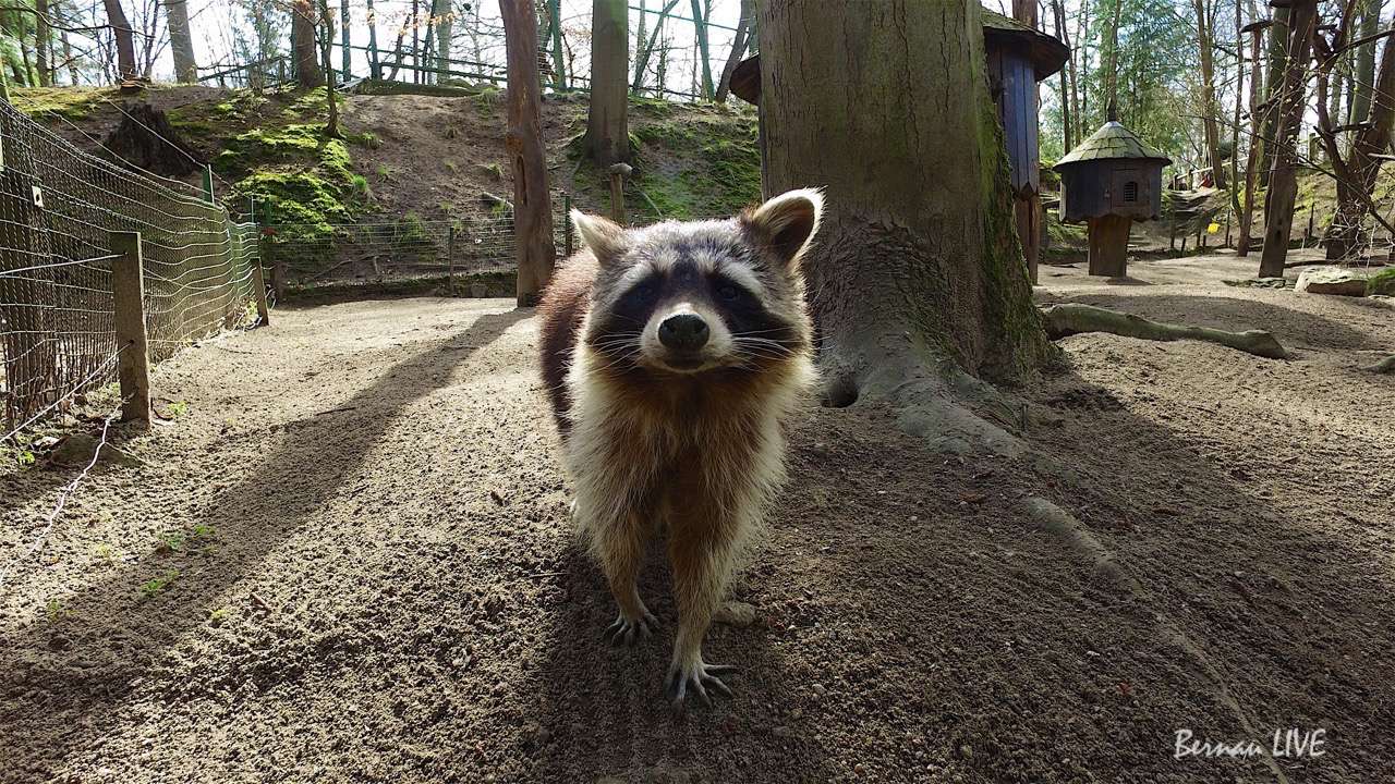 Zoo Eberswalde bleibt weiterhin einer der Schönsten 9 Zoo Eberswalde - Bernau LIVE