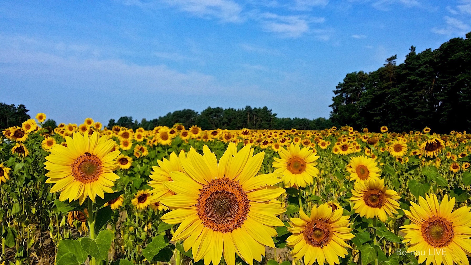 Bernau - Barnim: Ein Wochenende voller Veranstaltungen! 14 Bernau - Barnim - Veranstaltungstipps