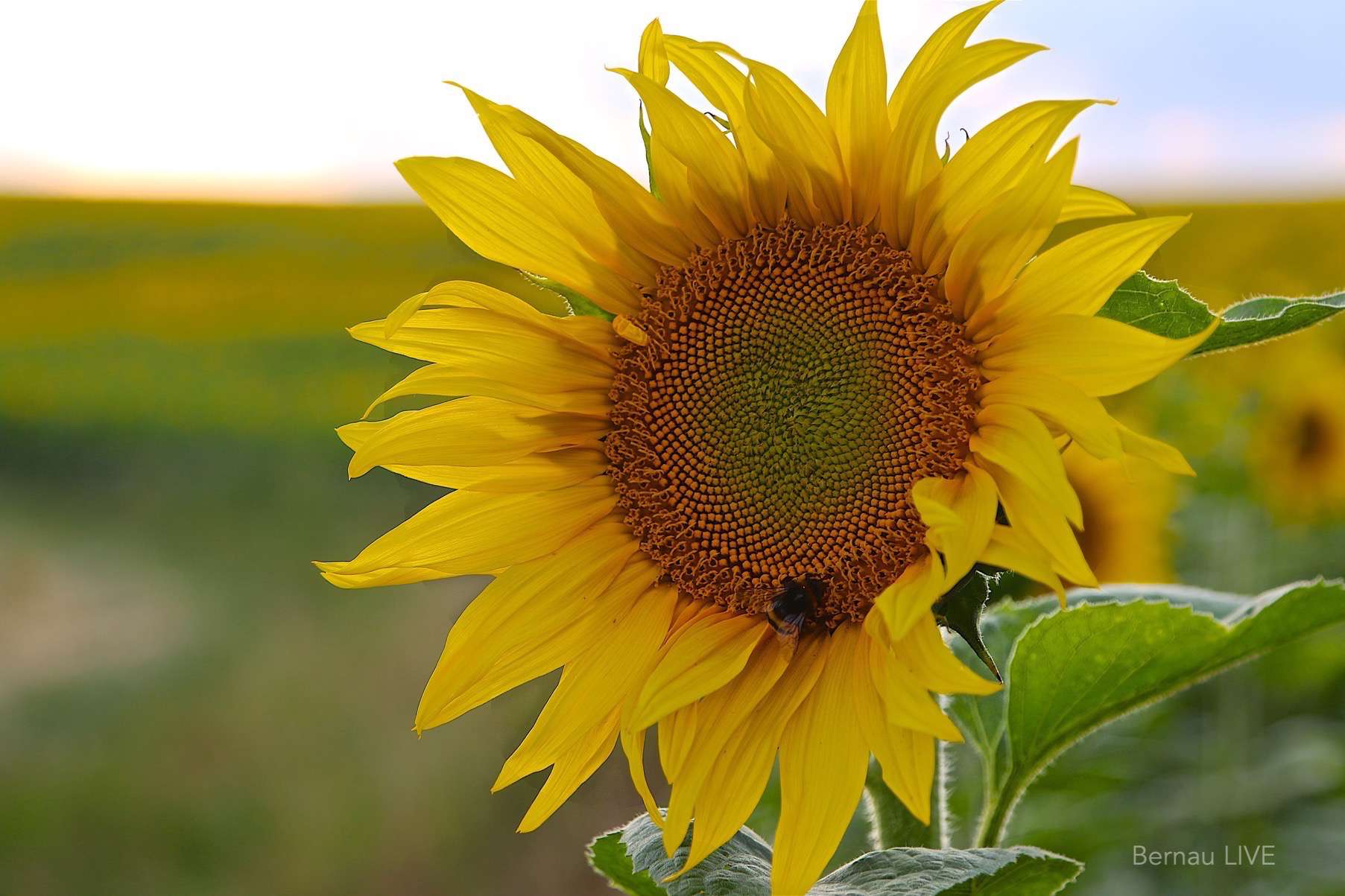 Guten Morgen und willkommen in der neuen Woche 7 Bernau - Barnim: Guten Morgen und willkommen in der neuen Woche