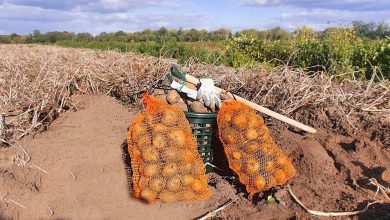 Rin inne Kartoffeln! Auf zur Selbsternte nach Ruhlsdorf - Alle Infos 16 Bernau LIVE - Dein Stadtmagazin für Bernau bei Berlin