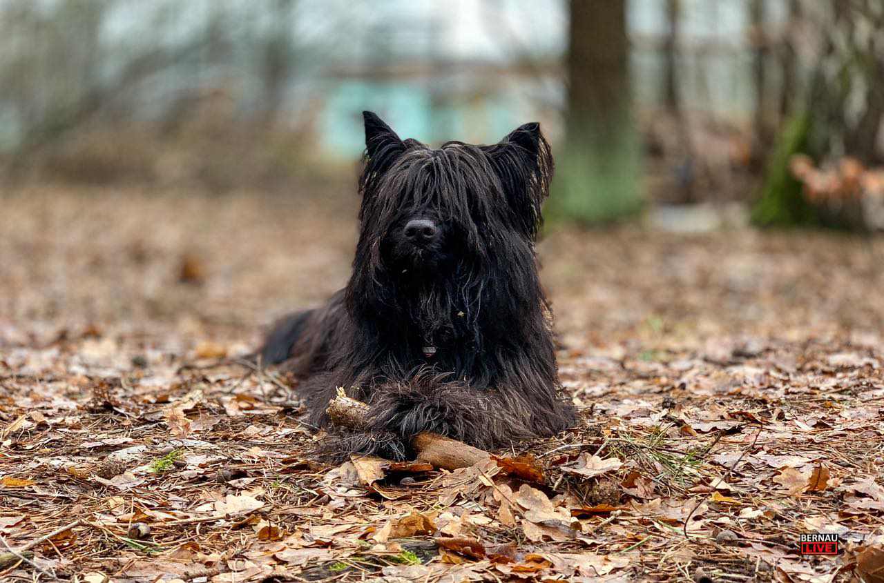 Neue Hundeverordnung in Bernau - Änderungen für Hundehalter 1 Hubndehaklteverordnung