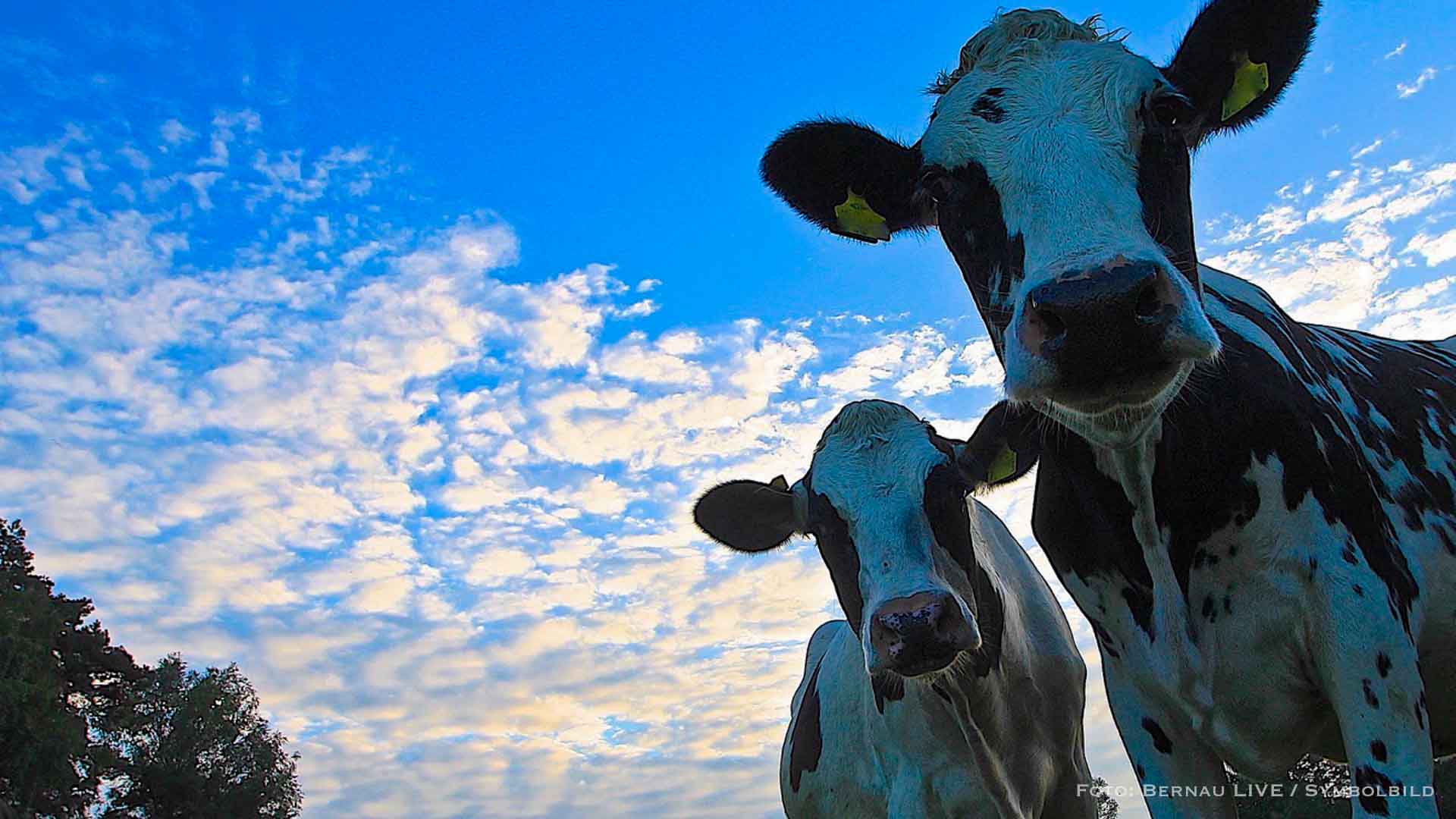 Neue Tierseuchenallgemeinverfügung zu MKS im Landkreis Barnim 32 Neue Tierseuchenallgemeinverfügung zu MKS im Landkreis Barnim