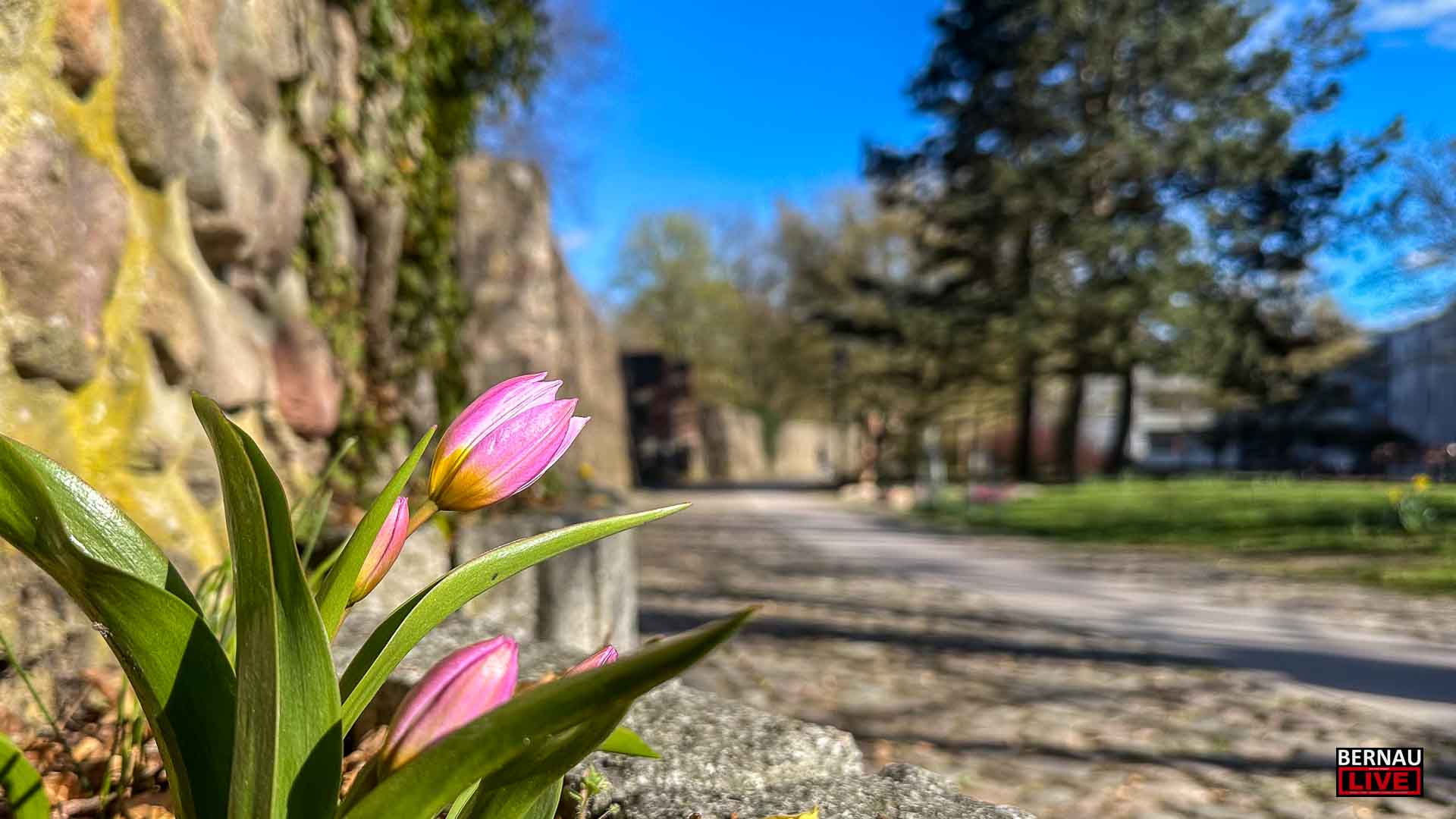 Willkommen in der neuen Woche und guten Morgen aus Bernau 9 Willkommen in der neuen Woche und guten Morgen aus Bernau