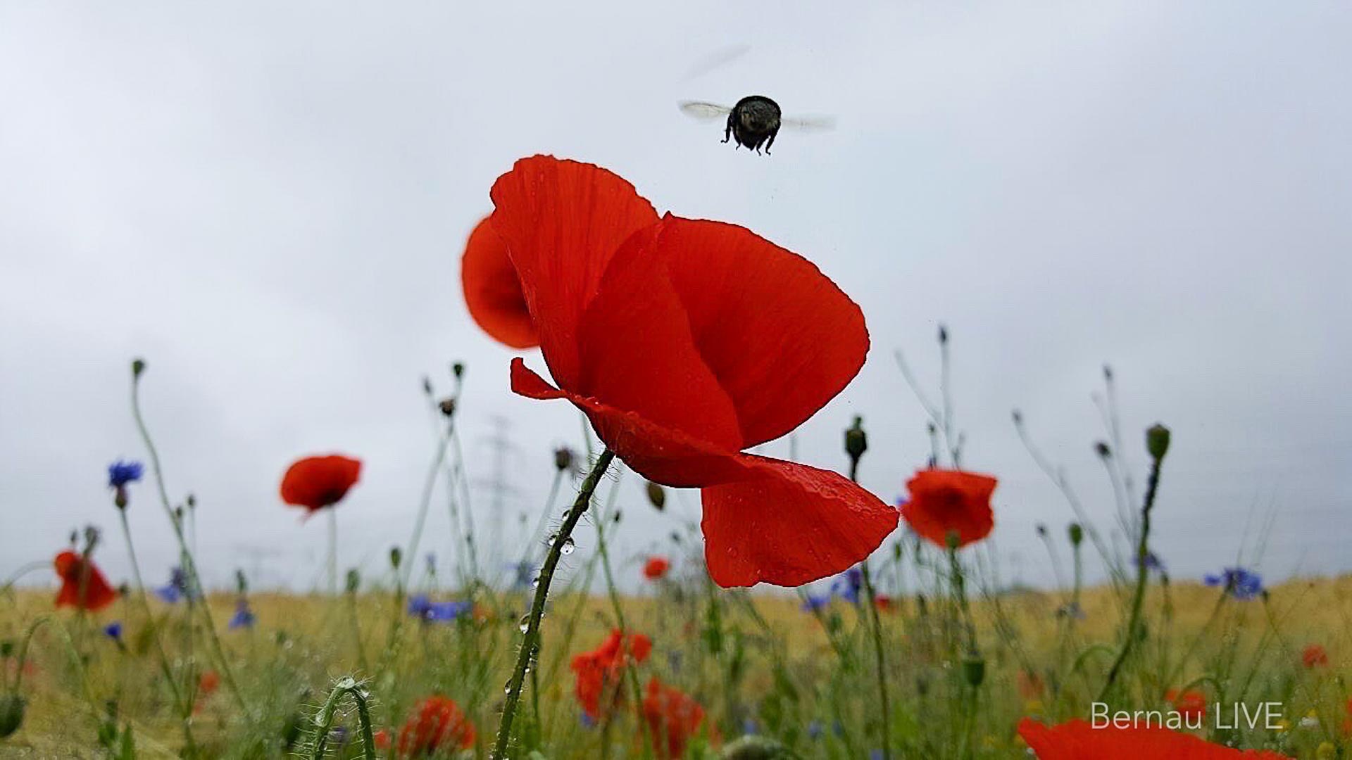 Willkommen in der Wochenmitte und guten Morgen aus Bernau 1 Willkommen in der Wochenmitte und guten Morgen aus Bernau