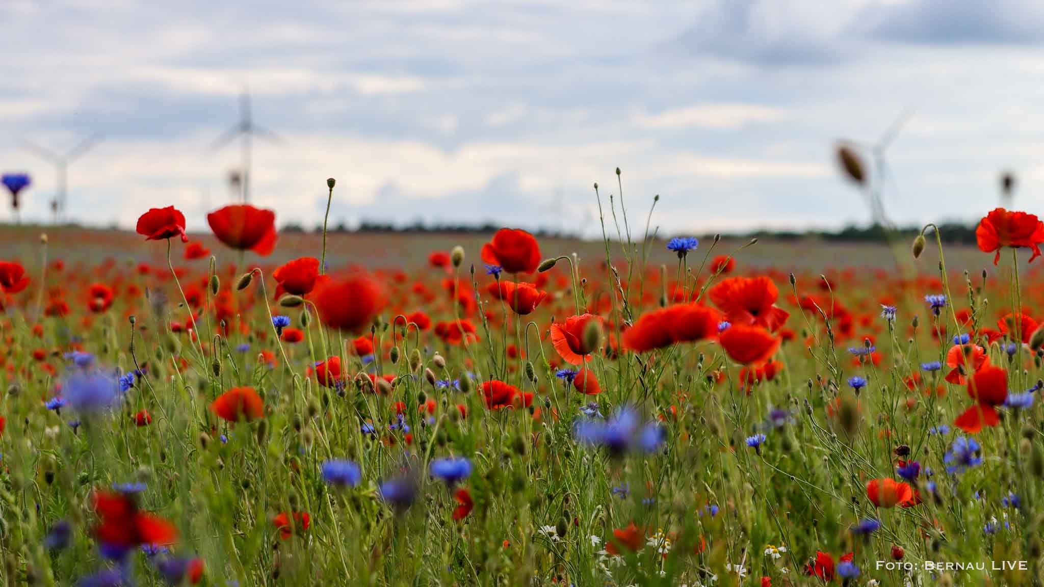 Guten Morgen aus Bernau und allen einen schönen Dienstag 6 Guten Morgen aus Bernau und einen schönen Dienstag