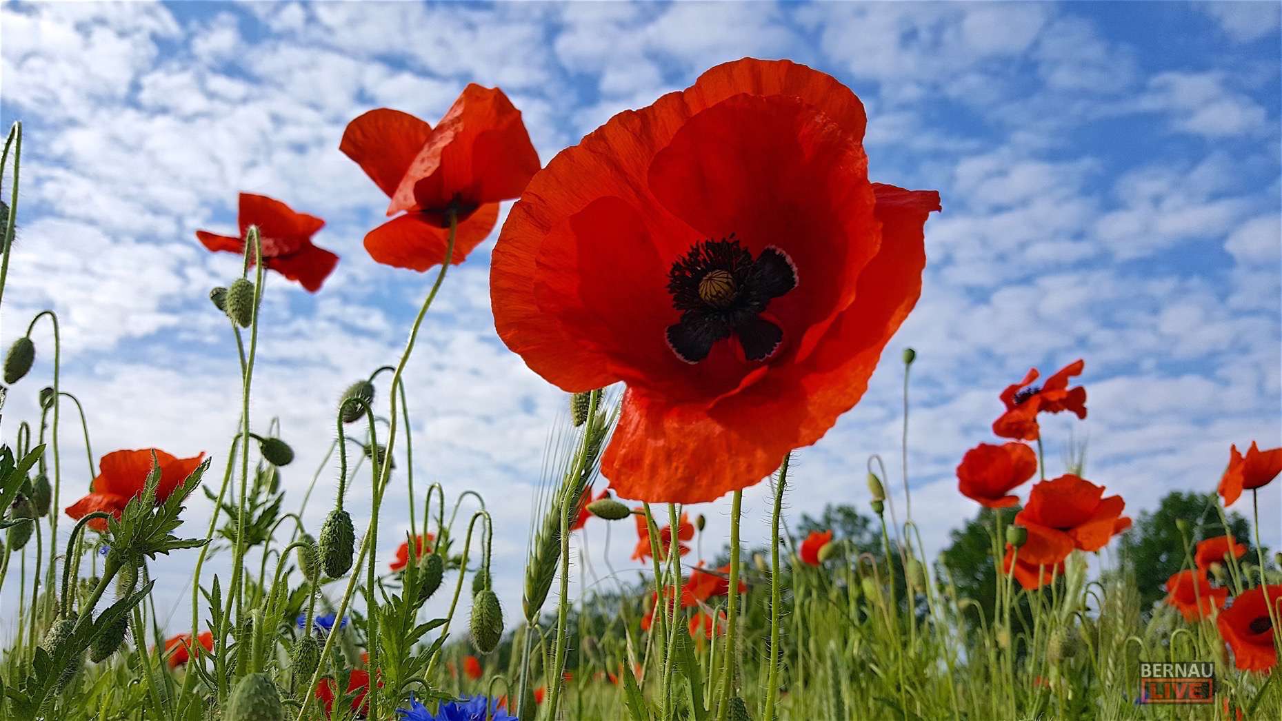 Guten Morgen aus Bernau und einen schönen Dienstag 1 Guten Morgen aus Bernau und einen schönen Dienstag