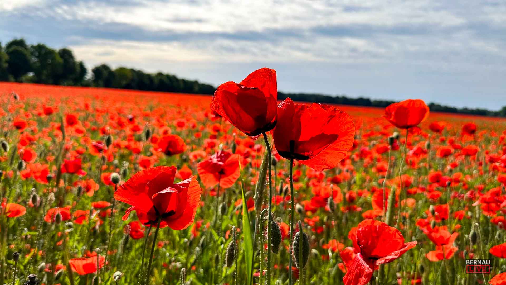Guten Morgen aus Bernau und einen schönen Donnerstag 1 Bernau LIVE - Dein Stadtmagazin für Bernau bei Berlin