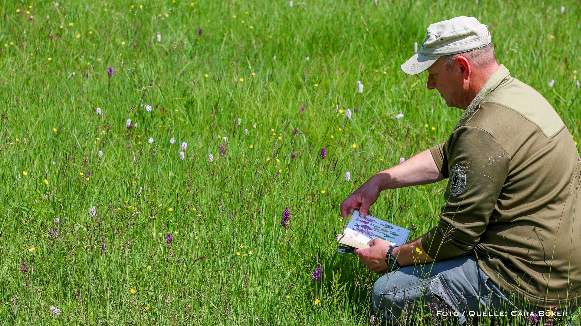 Naturwacht zählt wilde Orchideen im Naturpark Barnim 1 Naturwacht zählt wilde Orchideen im Naturpark Barnim