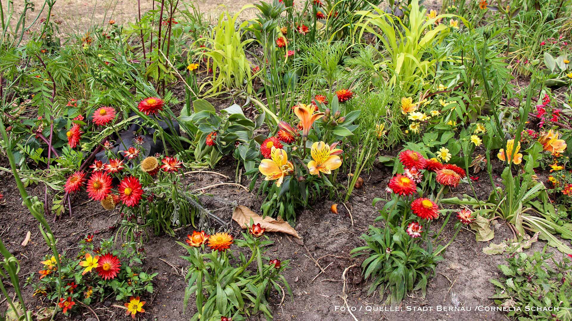 Nach dem Hussitenfest: Bernauer Stadtpark wird bepflanzt und aufgehübscht 1 Nach dem Hussitenfest: Bernauer Stadtpark wird bepflanzt und aufgehüpscht
