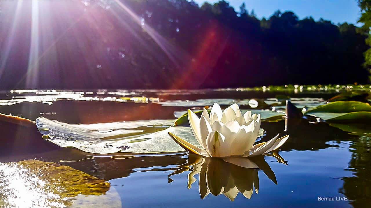 Guten Morgen aus Bernau und allen einen schönen Dienstag 1 Guten Morgen aus Bernau und allen einen schönen Dienstag