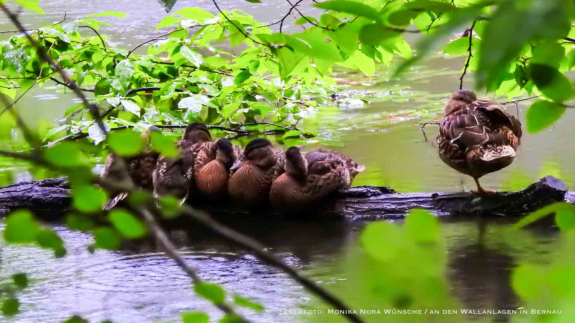 Guten Morgen aus Bernau und allen einen angenehmen Freitag 29 Guten Morgen aus Bernau und allen einen angenehmen Freitag