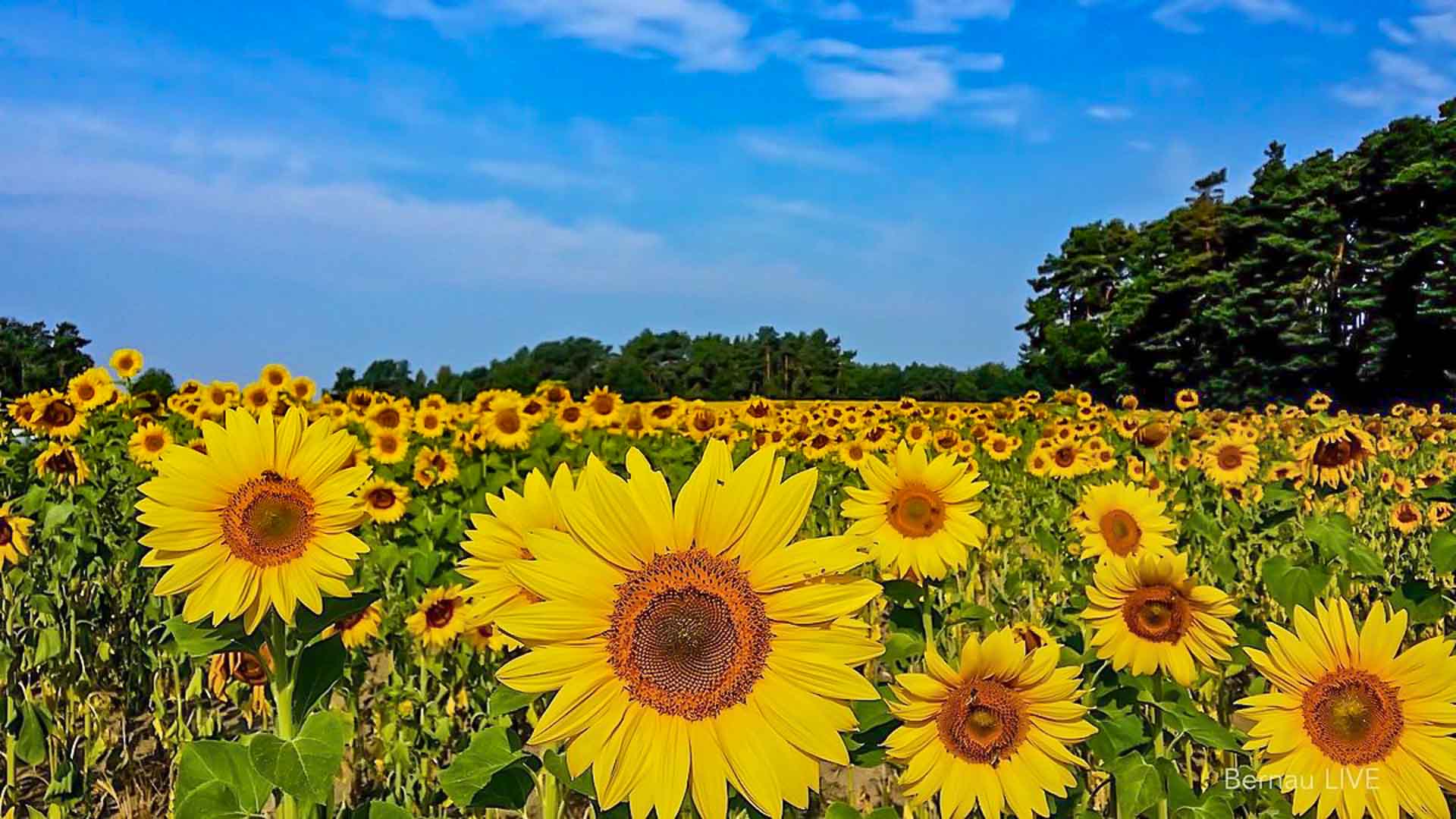 Bernau LIVE - Dein Stadtmagazin für Bernau bei Berlin