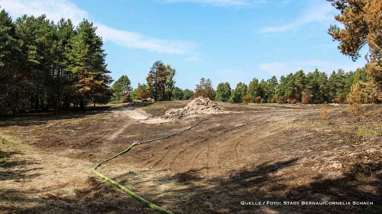 Bernau: Fazit nach dem Waldbrand und was aus der betroffenen Fläche wird 34 Bernau: Fazit nach dem Waldbrand und was aus der betroffenen Fläche wird