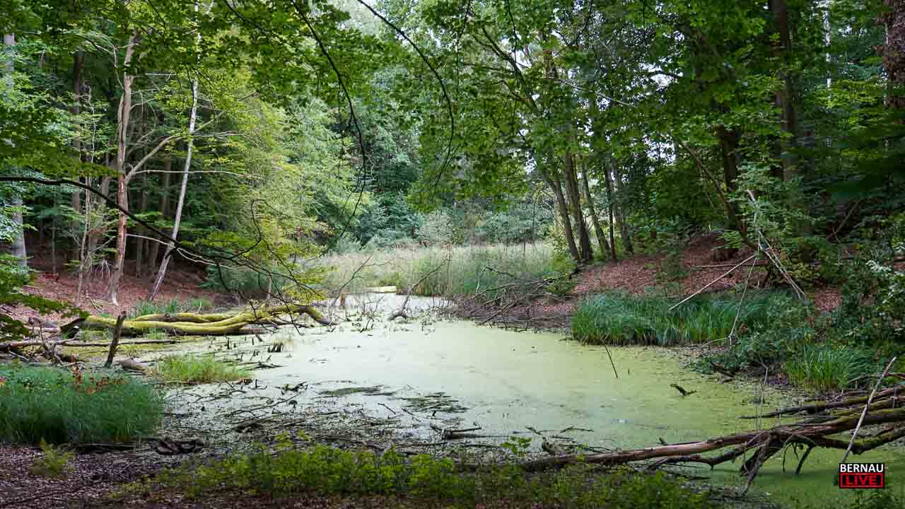 Unterwegs in den Mooren rund um Bernau, Lobetal und Biesenthal 7 Bernau LIVE - Dein Stadtmagazin für Bernau bei Berlin