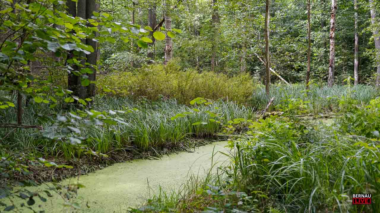 Unterwegs in den Mooren rund um Bernau, Lobetal und Biesenthal 9 Bernau LIVE - Dein Stadtmagazin für Bernau bei Berlin