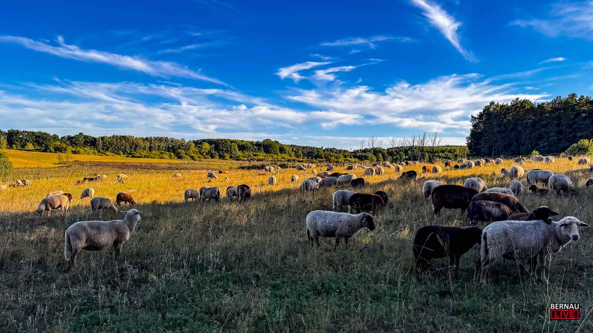 Bernau LIVE - Dein Stadtmagazin für Bernau bei Berlin