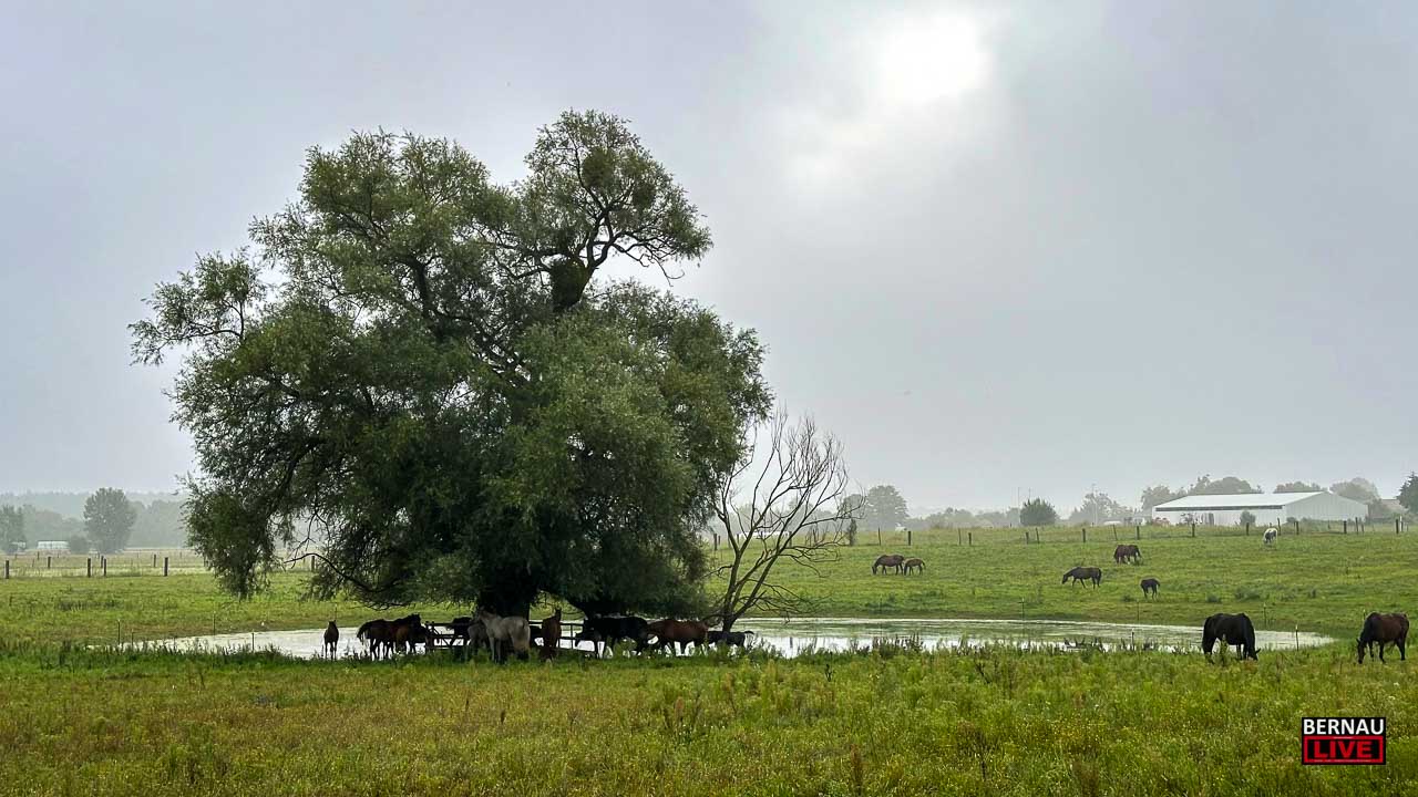 Guten Morgen aus Bernau und einen schönen Dienstag 35 Guten Morgen aus Bernau und einen schönen Dienstag