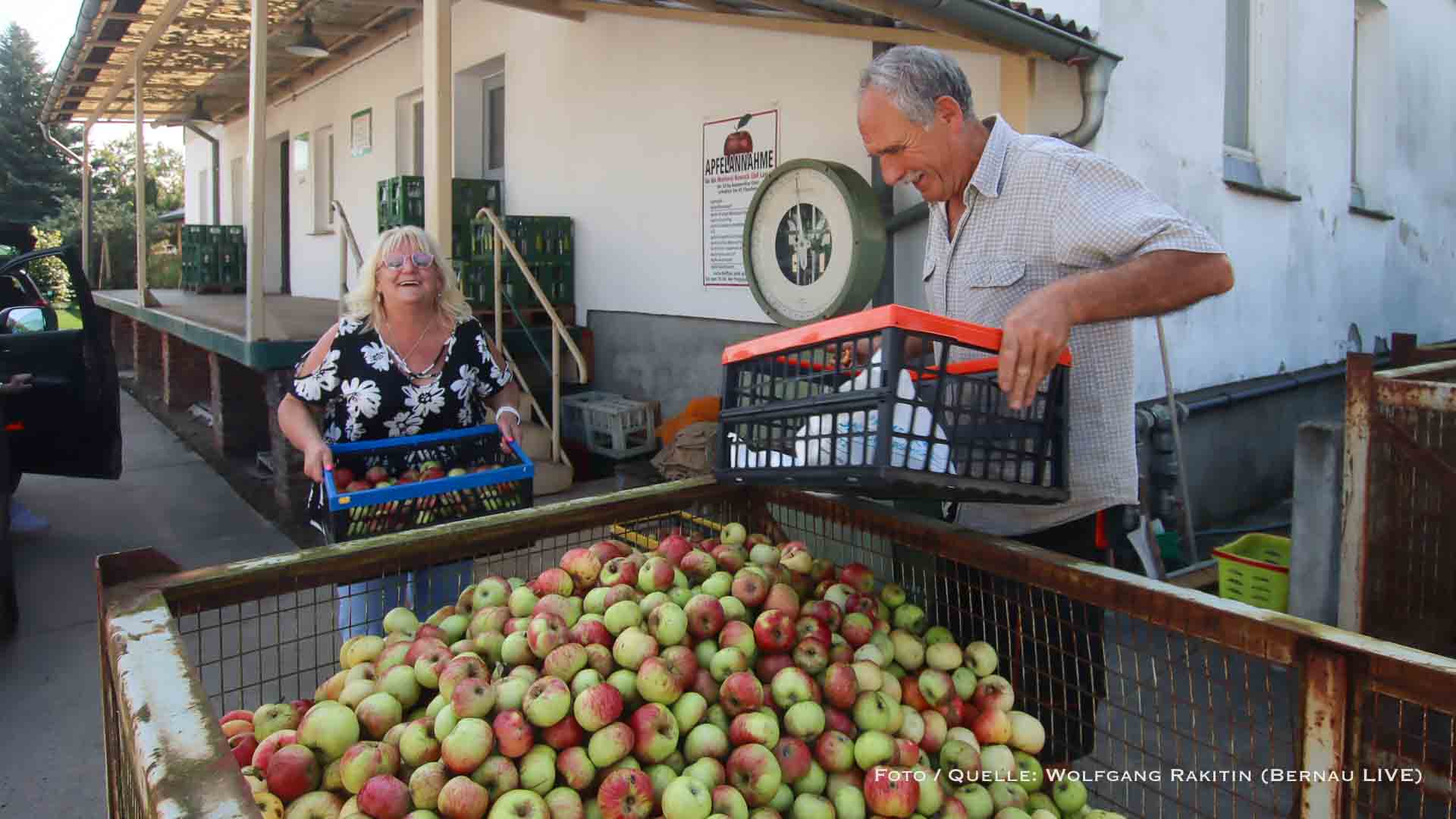 Apfelernte im Barnim: Hochbetrieb bei der Süßmosterei Neumann in Bernau 1 Apfelernte im Barnim: Hochbetrieb bei der Süßmosterei Neumann in Bernau