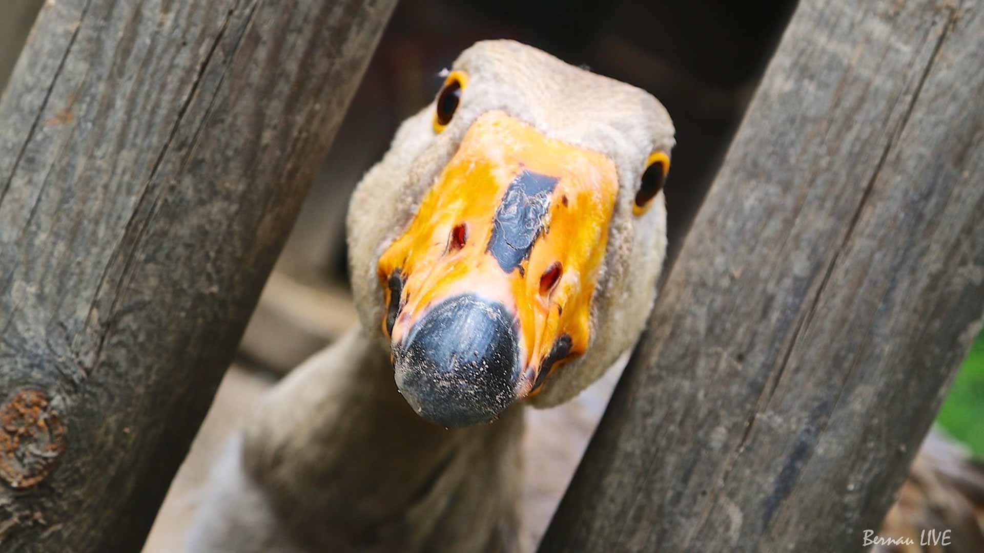 Geflügelpest im Barnim: Tierseuchenallgemeinverfügung mit Aufstallungsanordnung 1 Geflügelpest im Barnim: Tierseuchenallgemeinverfügung mit Aufstallungsanordnung