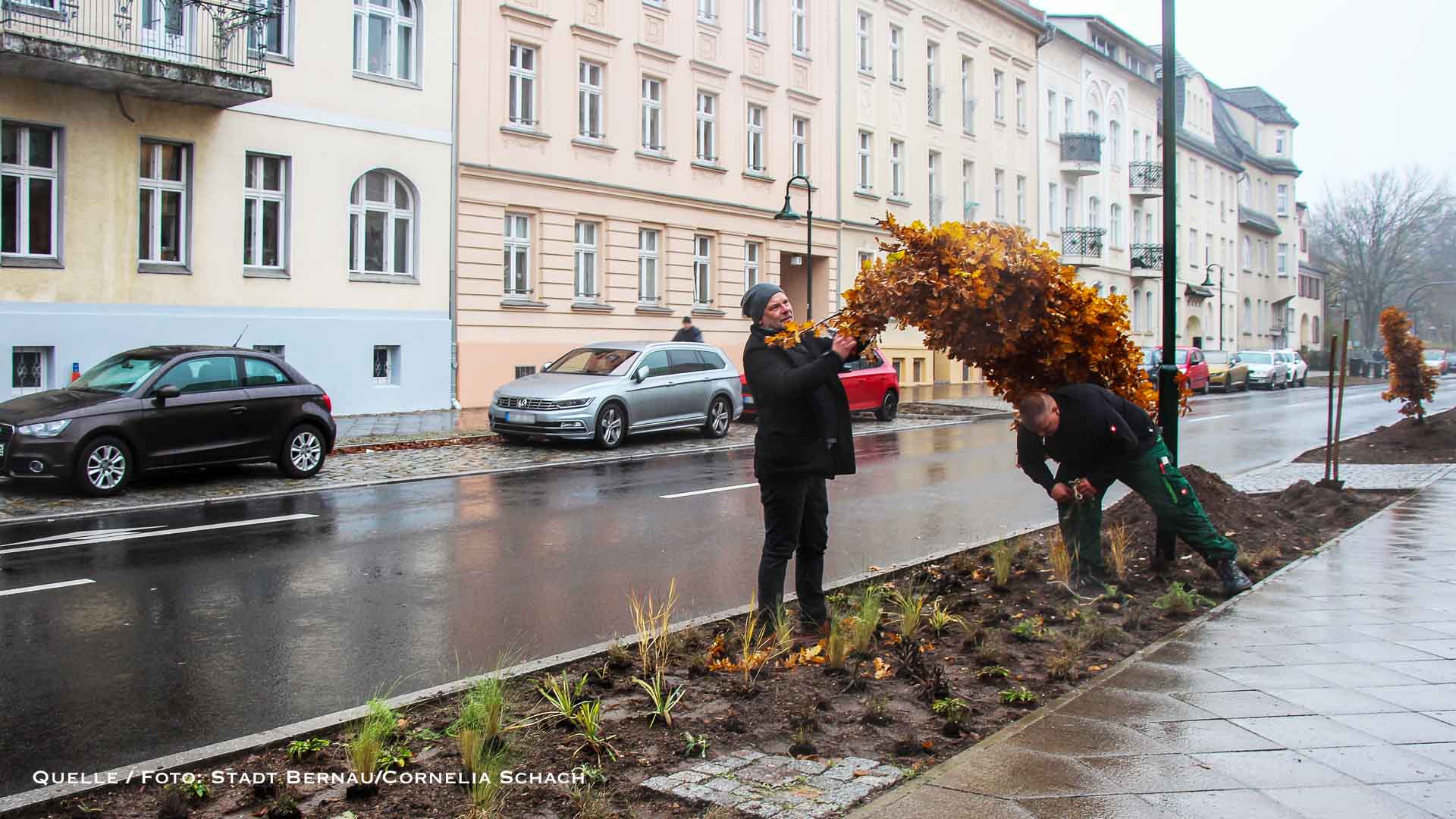August-Bebel-Straße in Bernau: 20 neue Bäume sorgen für Endgültiges Grün 10 August-Bebel-Straße in Bernau: 20 neue Bäume sorgen für Endgültiges Grün