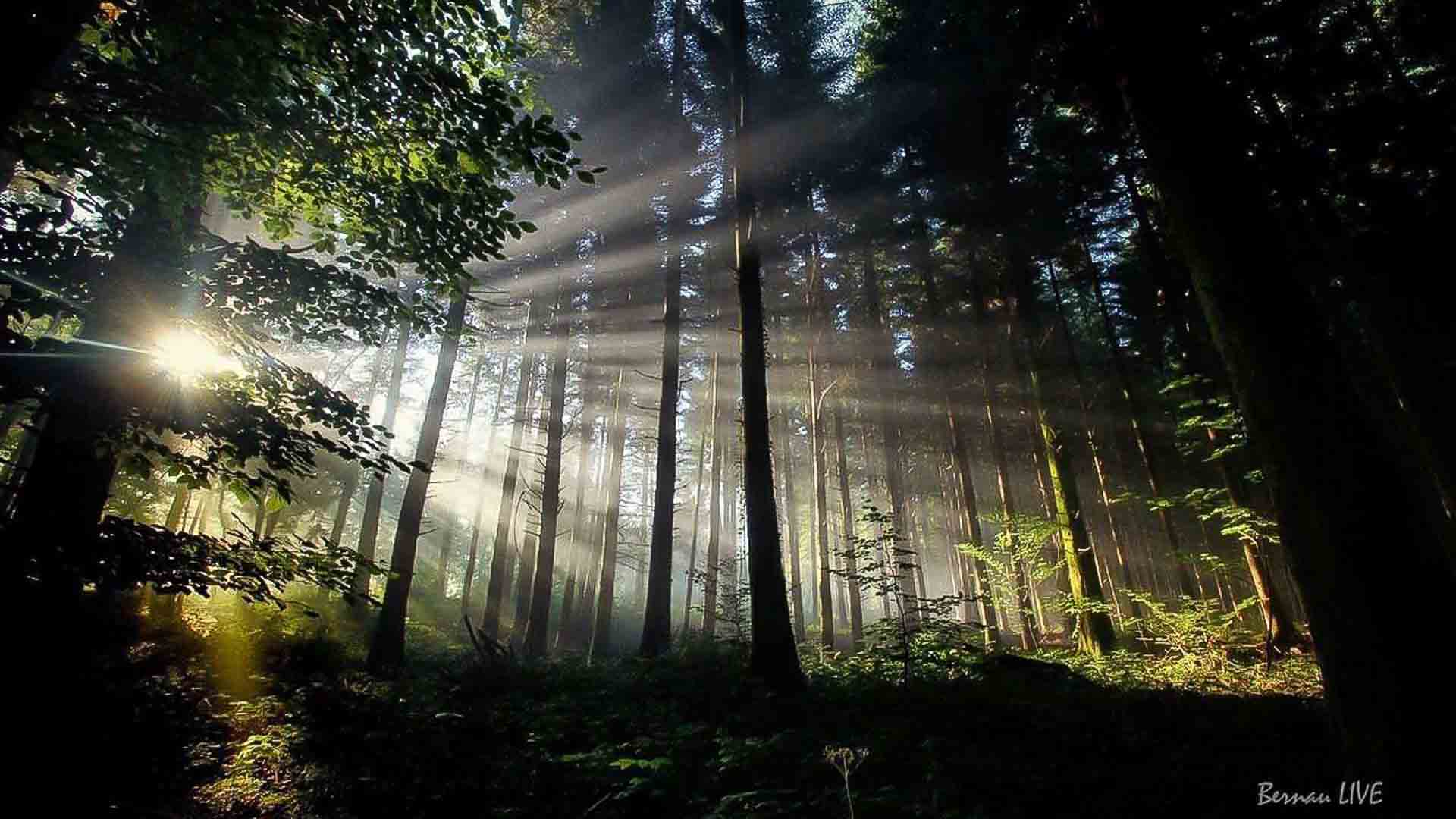 Pflanz-Aktion mit Köpfchen: 2.000 Setzlinge für den Bernauer Stadtwald 1 Pflanz-Aktion mit Köpfchen: 2.000 Setzlinge für den Bernauer Stadtwald