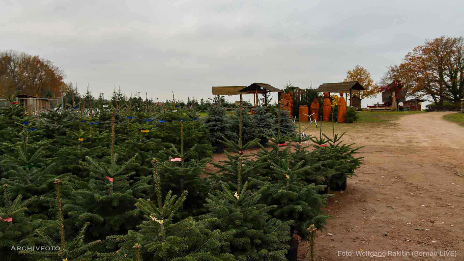 Bernau / Grüntal: In der Gärtnerei Schubert in Grüntal hat sich am Donnerstagvormittag, dem 20. November 2025, jener besondere Zauber entfaltet, der die schönste Zeit des Jahres einläutet.