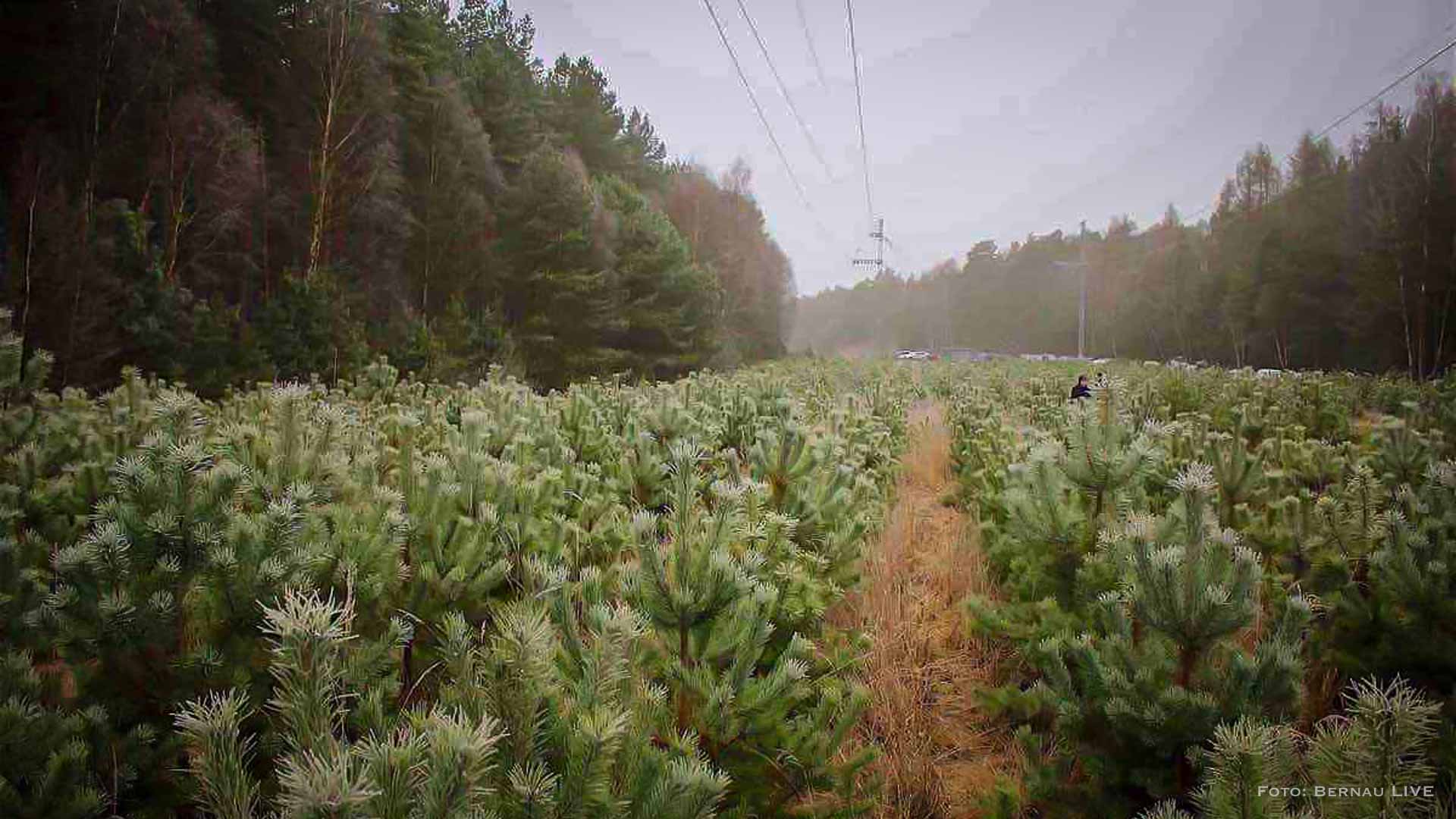 Weihnachtsbaum-Tradition: Schlagen Sie Ihren Baum selbst im Bernauer Stadtwald 4 Weihnachtsbaum-Tradition: Schlagen Sie Ihren Baum selbst im Bernauer Stadtwald