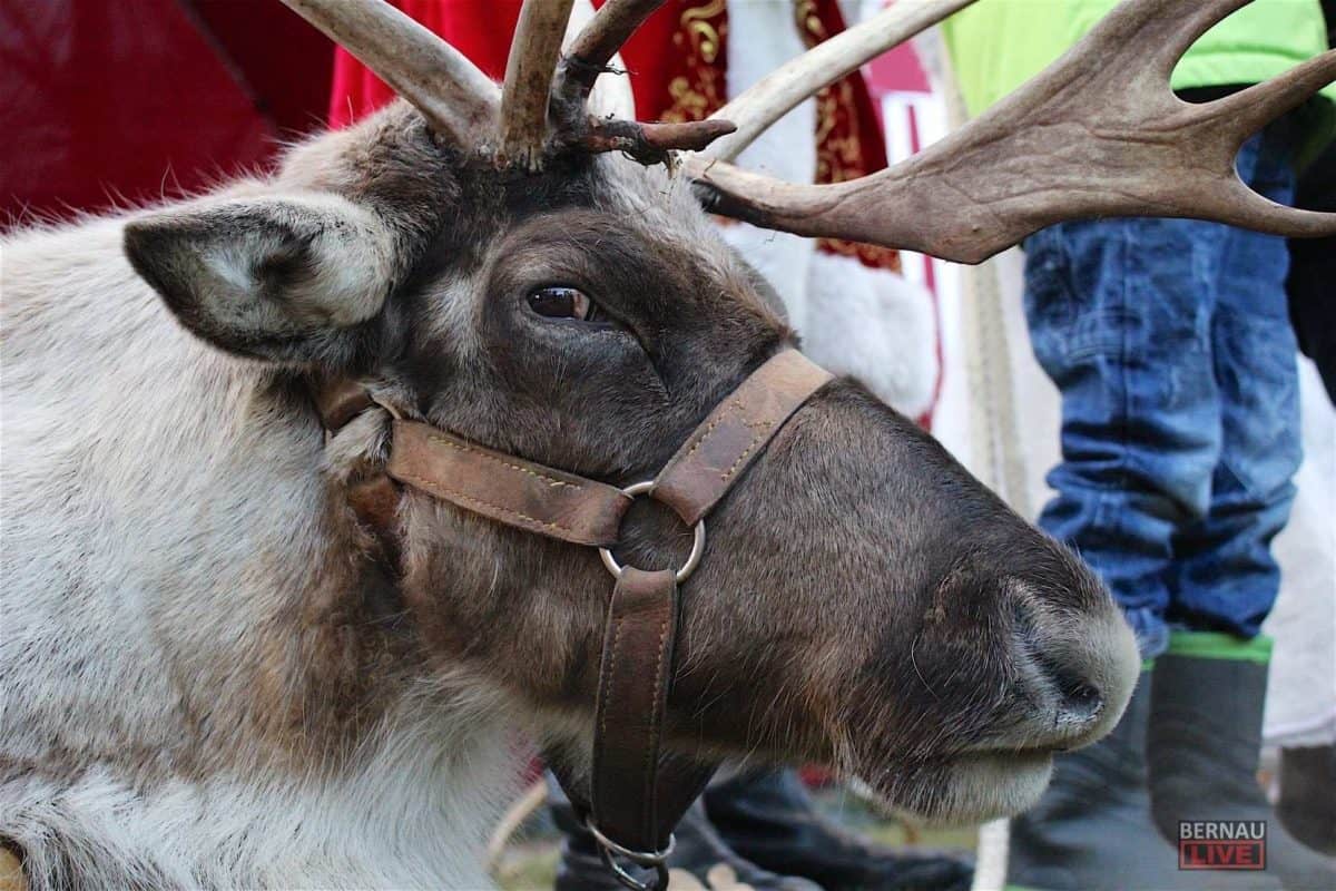 Bernau LIVE - Dein Stadtmagazin für Bernau bei Berlin