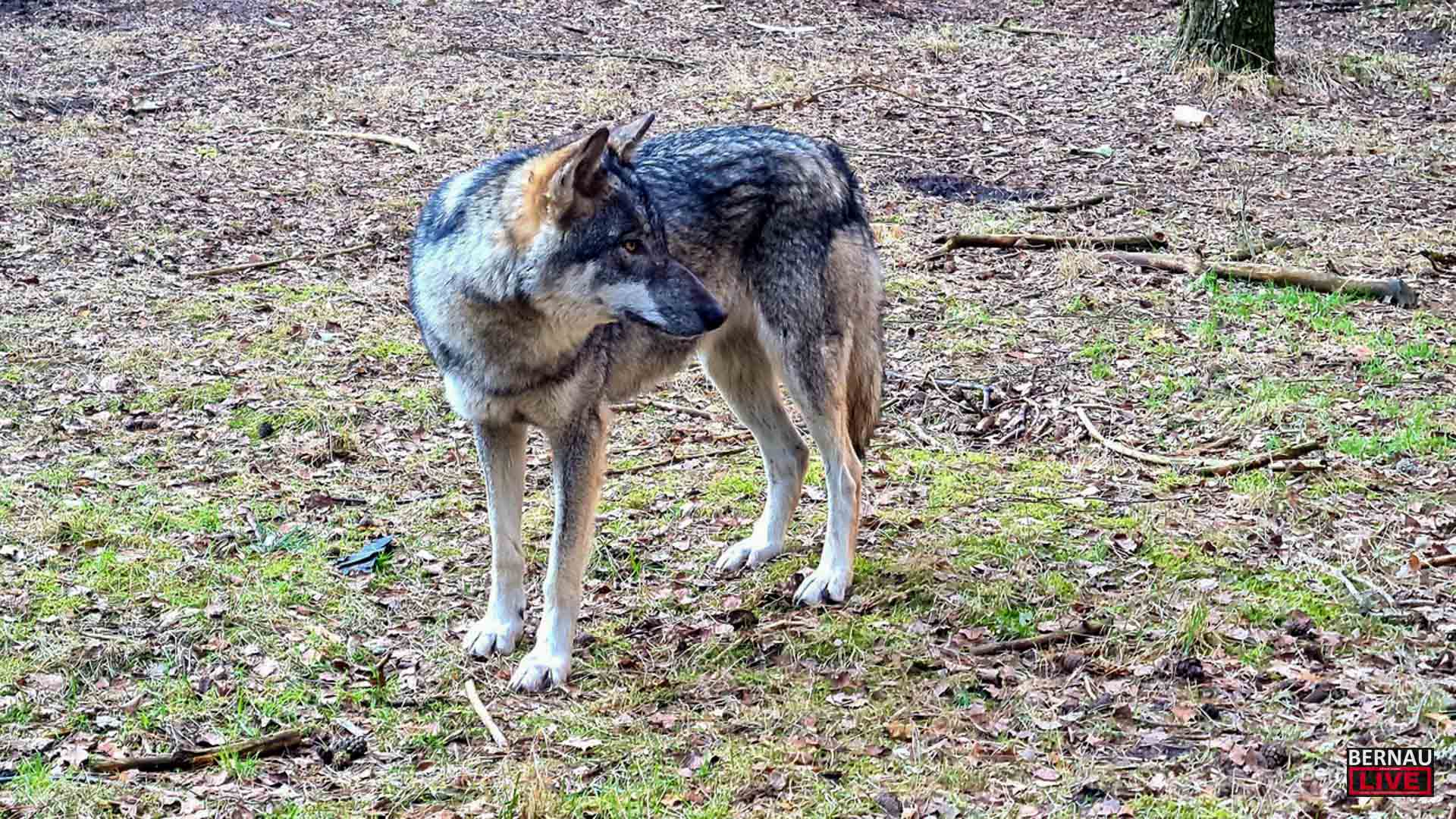Zwischen Faszination und Konflikt: Der Wolf zu Gast im Barnim Panorama 2 Zwischen Faszination und Konflikt: Der Wolf zu Gast im Barnim Panorama