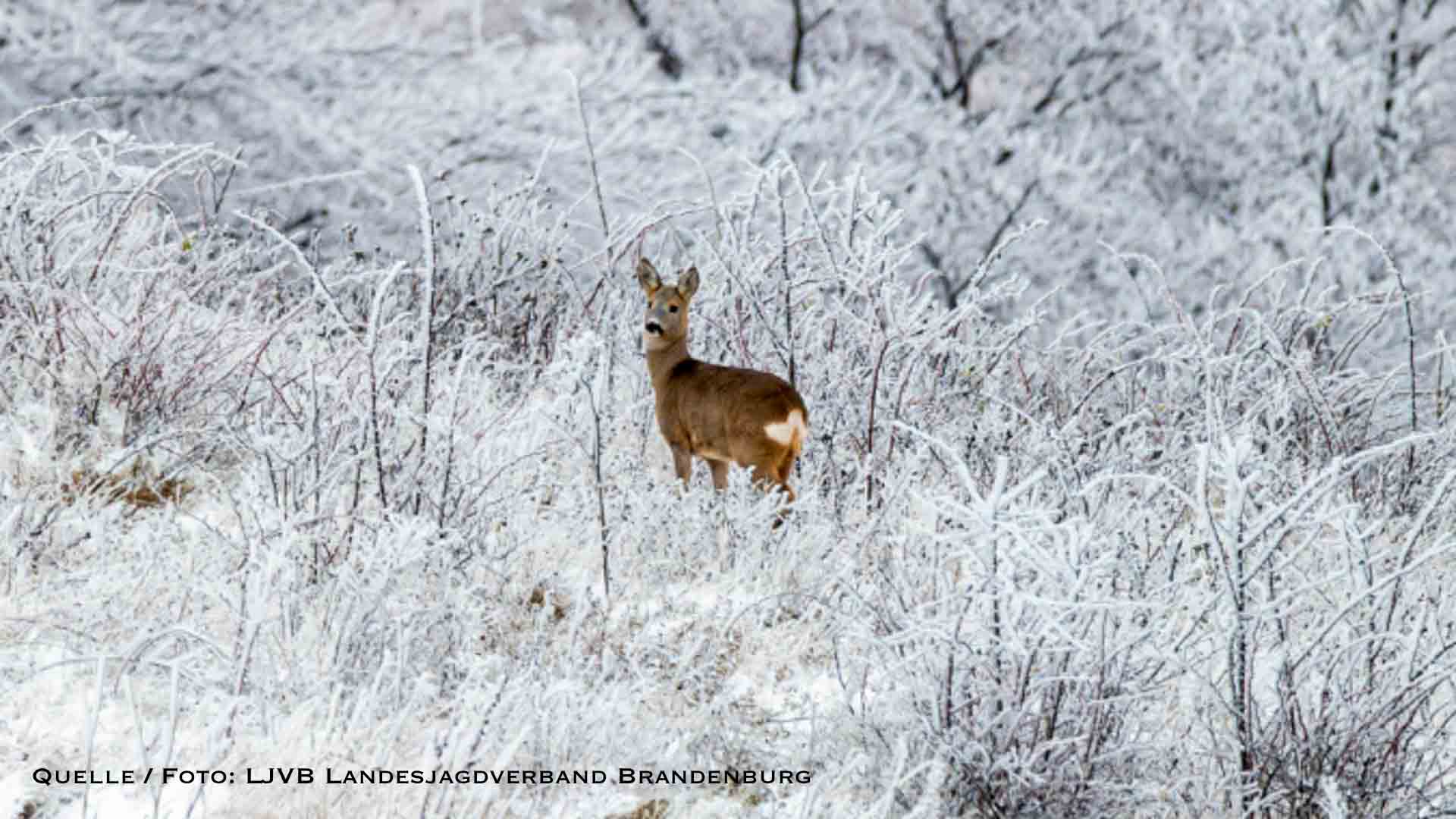 Winterlicher Tierschutz: Landkreis Barnim ruft Notzeit für Wildtiere aus 22 Winterlicher Tierschutz: Landkreis Barnim ruft Notzeit für Wildtiere aus
